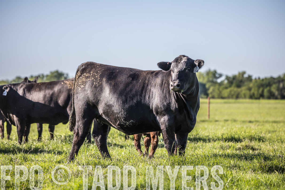 44Farms_CameronTX_OnlineSale_May2021-519591