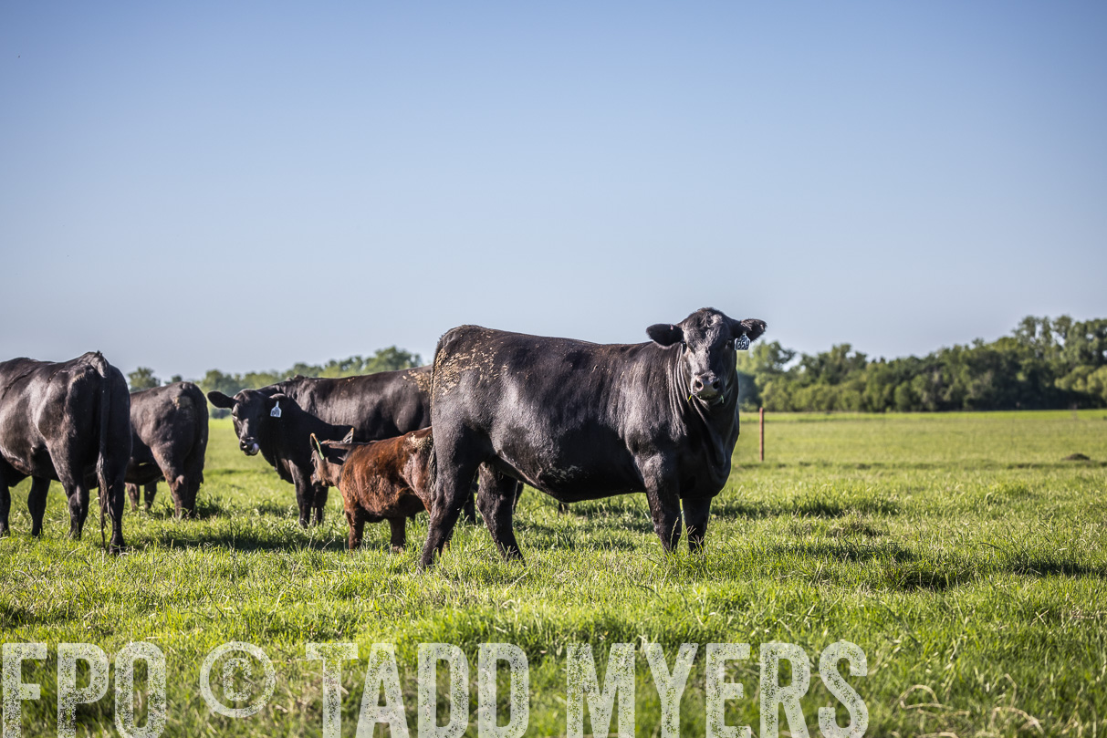44Farms_CameronTX_OnlineSale_May2021-519595