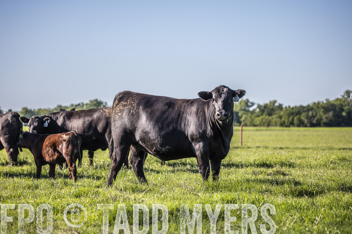 44Farms_CameronTX_OnlineSale_May2021-519597