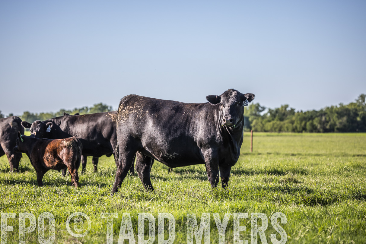 44Farms_CameronTX_OnlineSale_May2021-519598