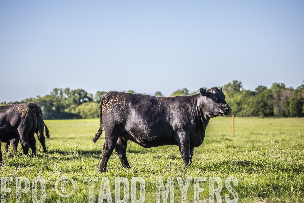 44Farms_CameronTX_OnlineSale_May2021-519599