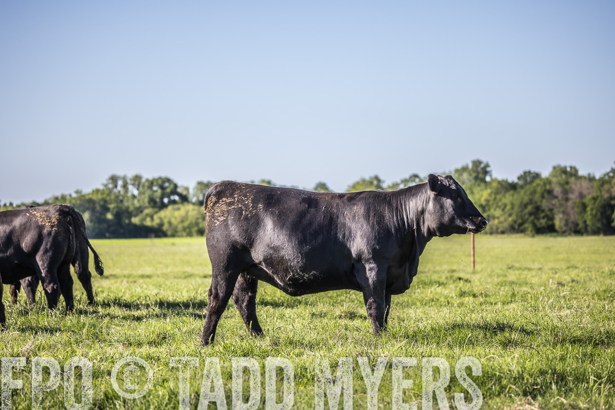 44Farms_CameronTX_OnlineSale_May2021-519600