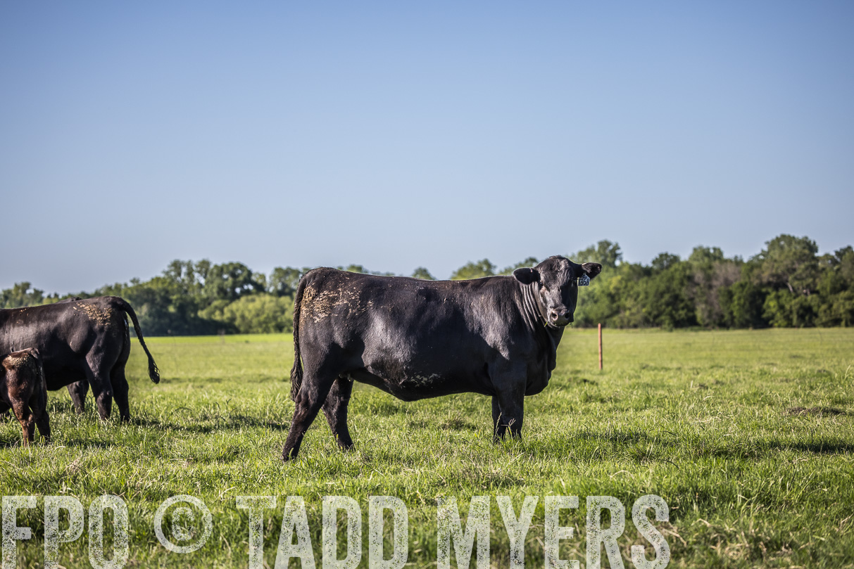 44Farms_CameronTX_OnlineSale_May2021-519604