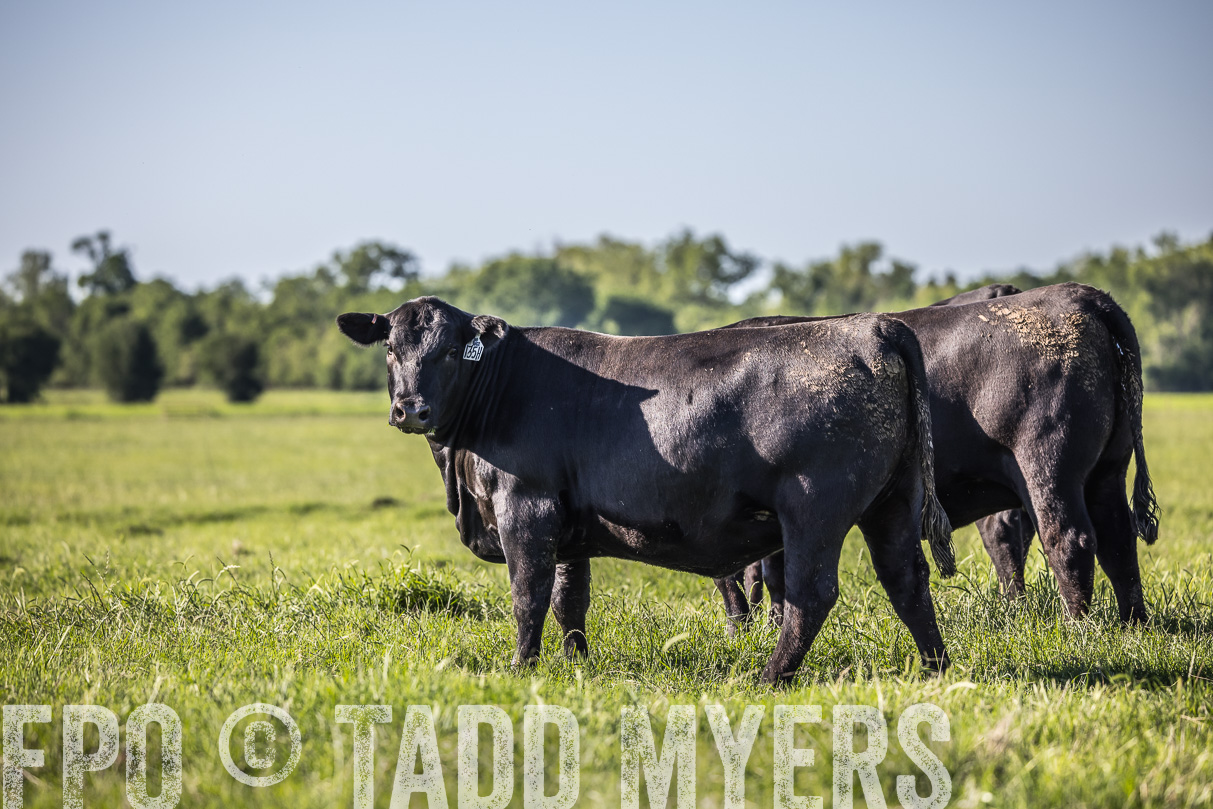 44Farms_CameronTX_OnlineSale_May2021-519620