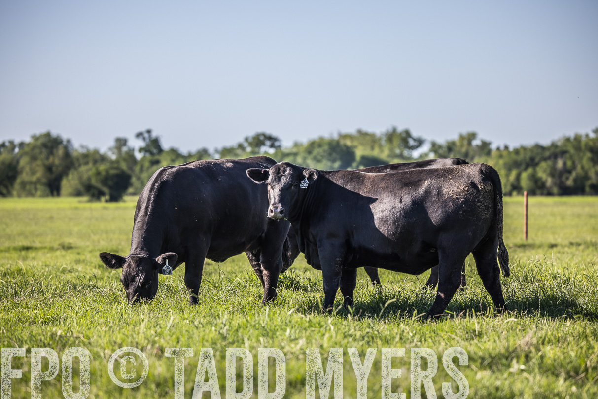 44Farms_CameronTX_OnlineSale_May2021-519624