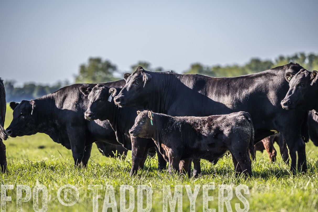 44Farms_CameronTX_OnlineSale_May2021-519637