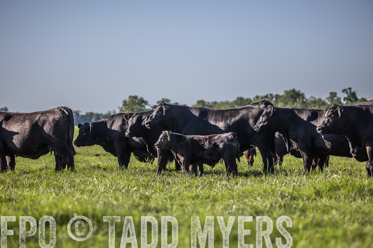 44Farms_CameronTX_OnlineSale_May2021-519638
