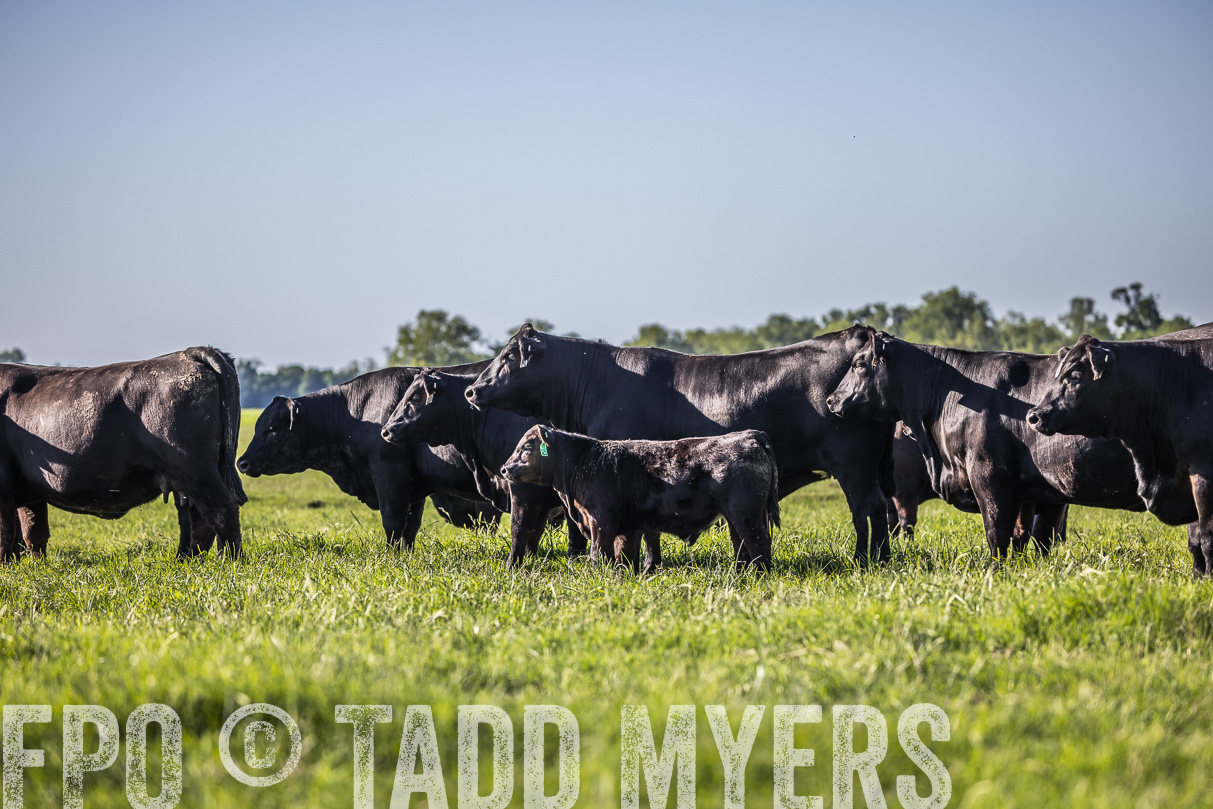 44Farms_CameronTX_OnlineSale_May2021-519640
