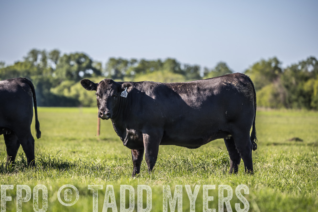 44Farms_CameronTX_OnlineSale_May2021-519647