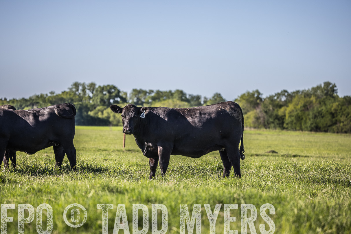 44Farms_CameronTX_OnlineSale_May2021-519650
