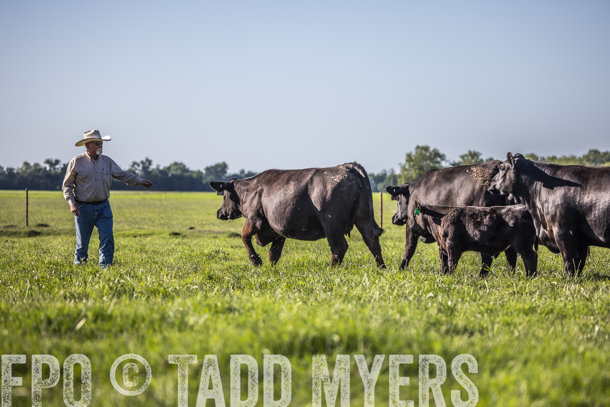 44Farms_CameronTX_OnlineSale_May2021-519654