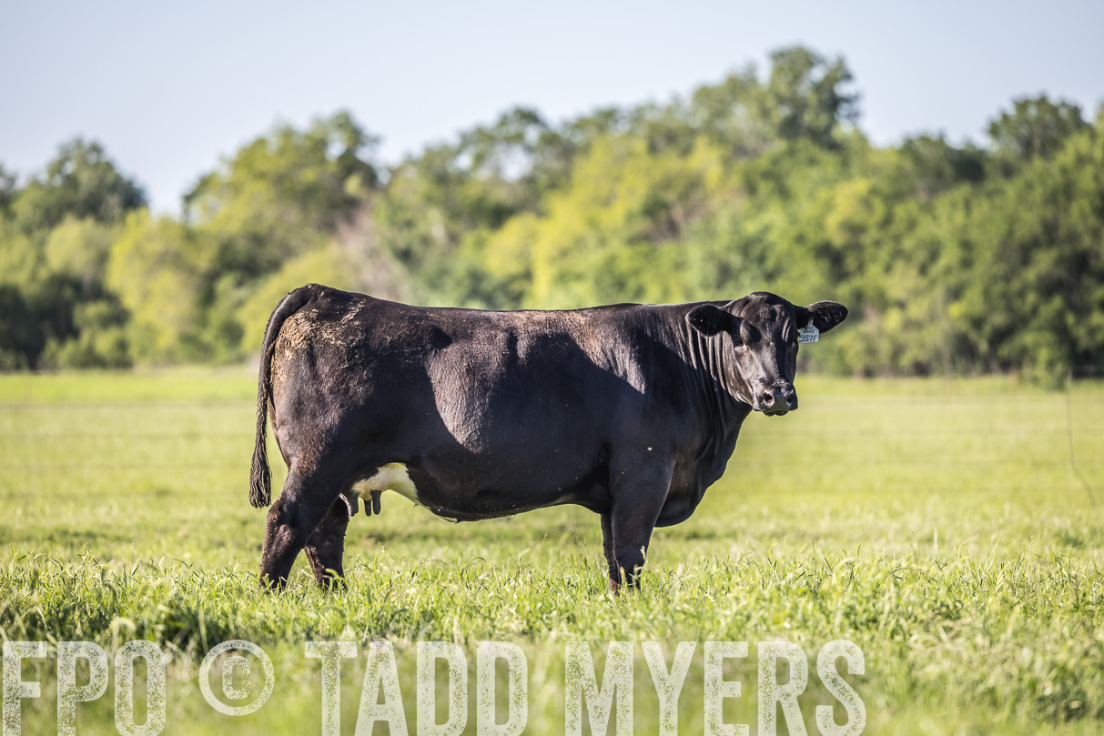 44Farms_CameronTX_OnlineSale_May2021-519663