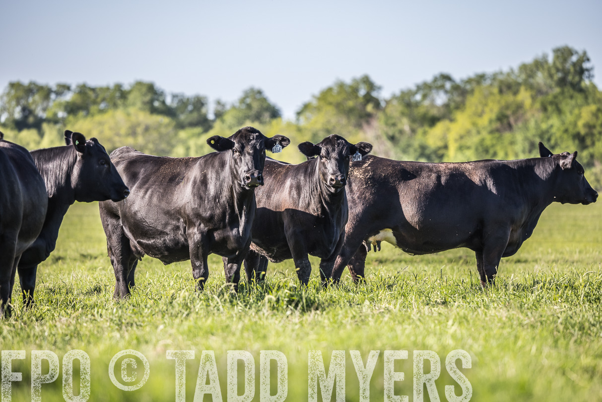 44Farms_CameronTX_OnlineSale_May2021-519672