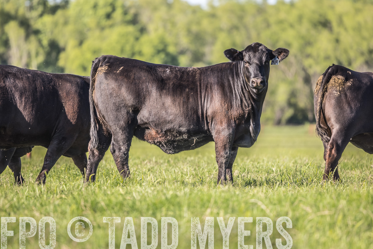 44Farms_CameronTX_OnlineSale_May2021-519679