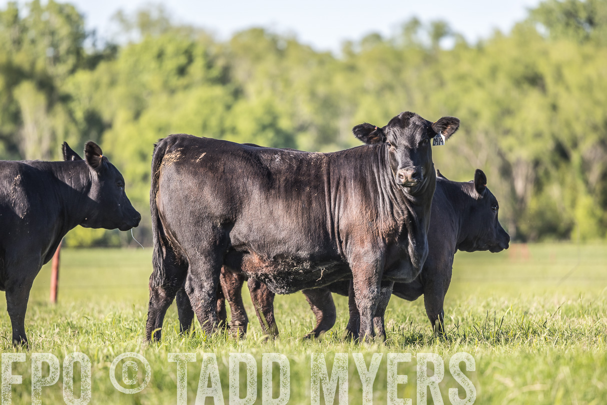 44Farms_CameronTX_OnlineSale_May2021-519683