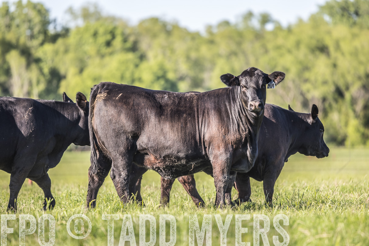 44Farms_CameronTX_OnlineSale_May2021-519684