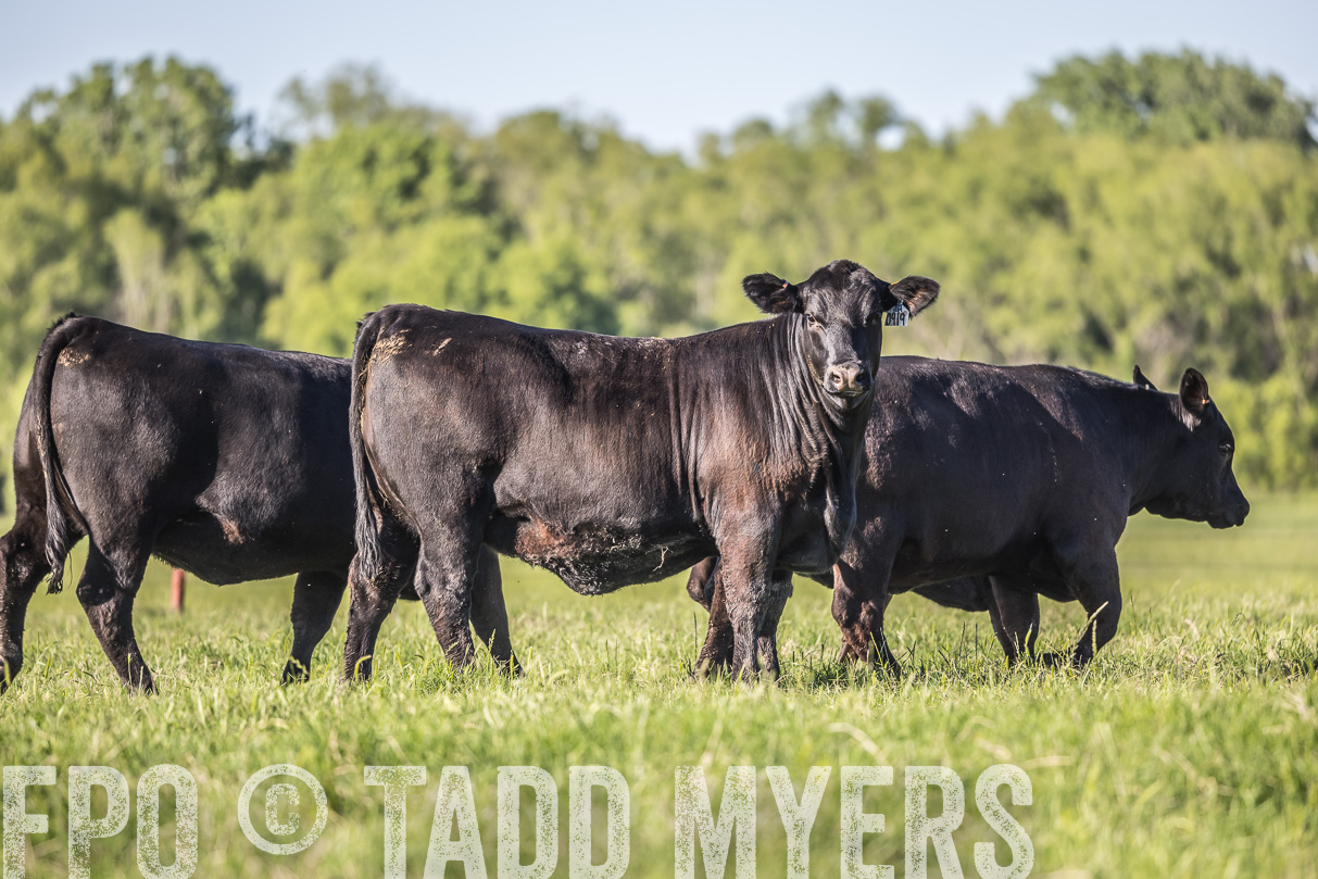 44Farms_CameronTX_OnlineSale_May2021-519685