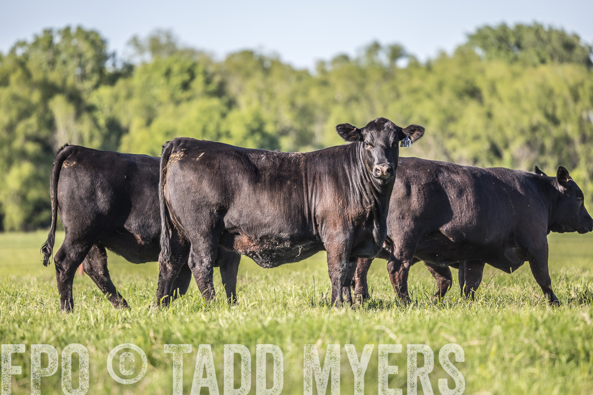 44Farms_CameronTX_OnlineSale_May2021-519686