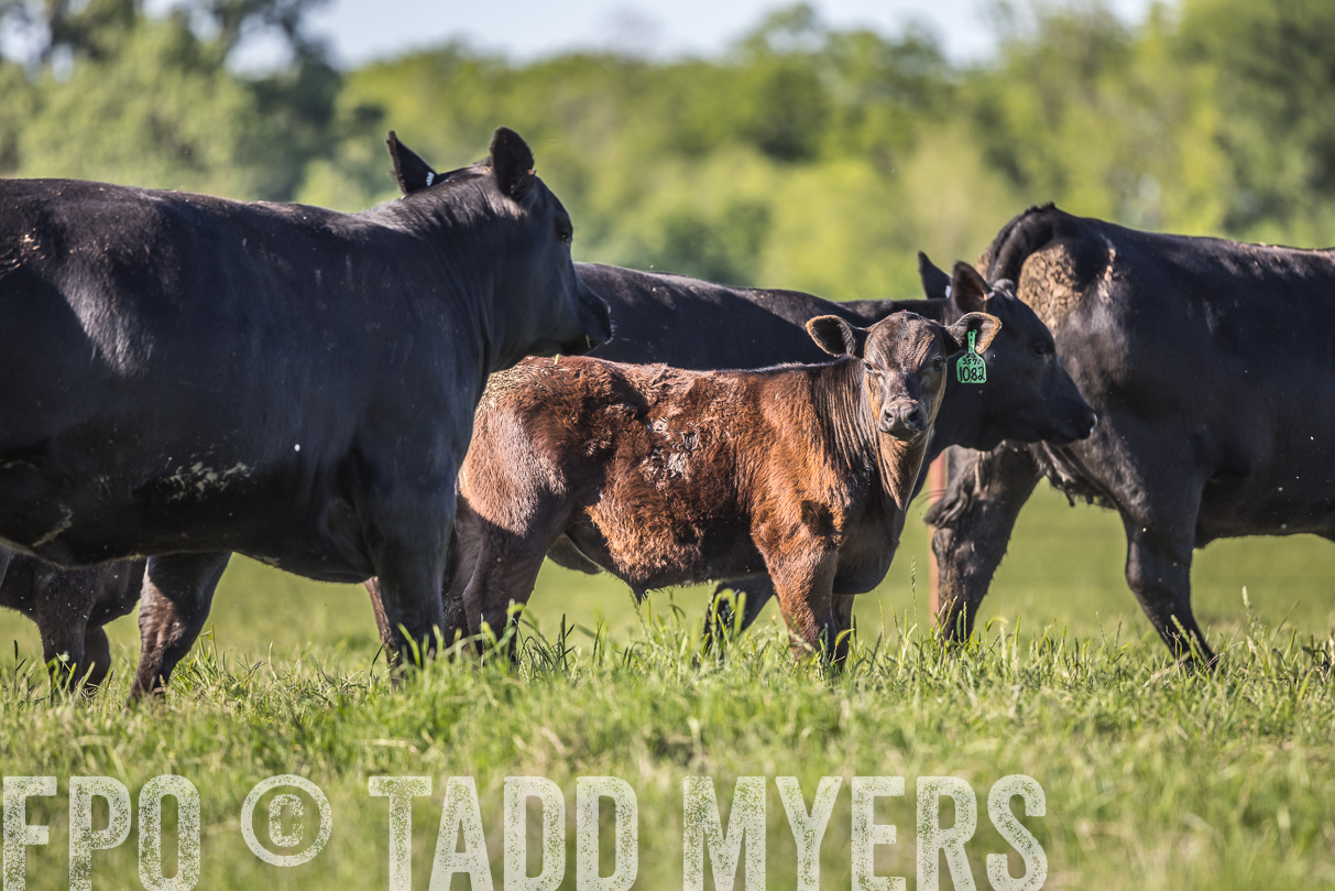 44Farms_CameronTX_OnlineSale_May2021-519693