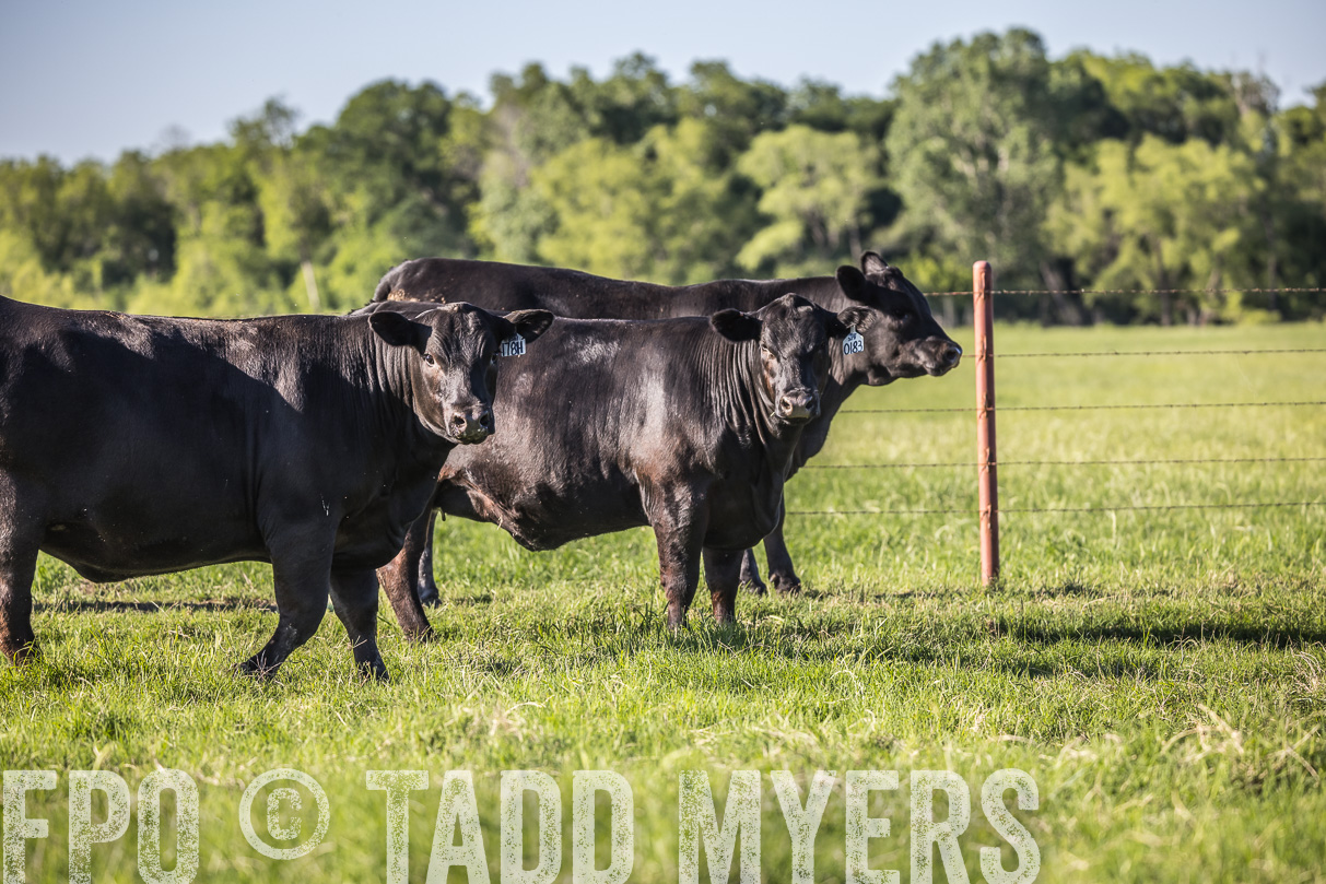 44Farms_CameronTX_OnlineSale_May2021-519695