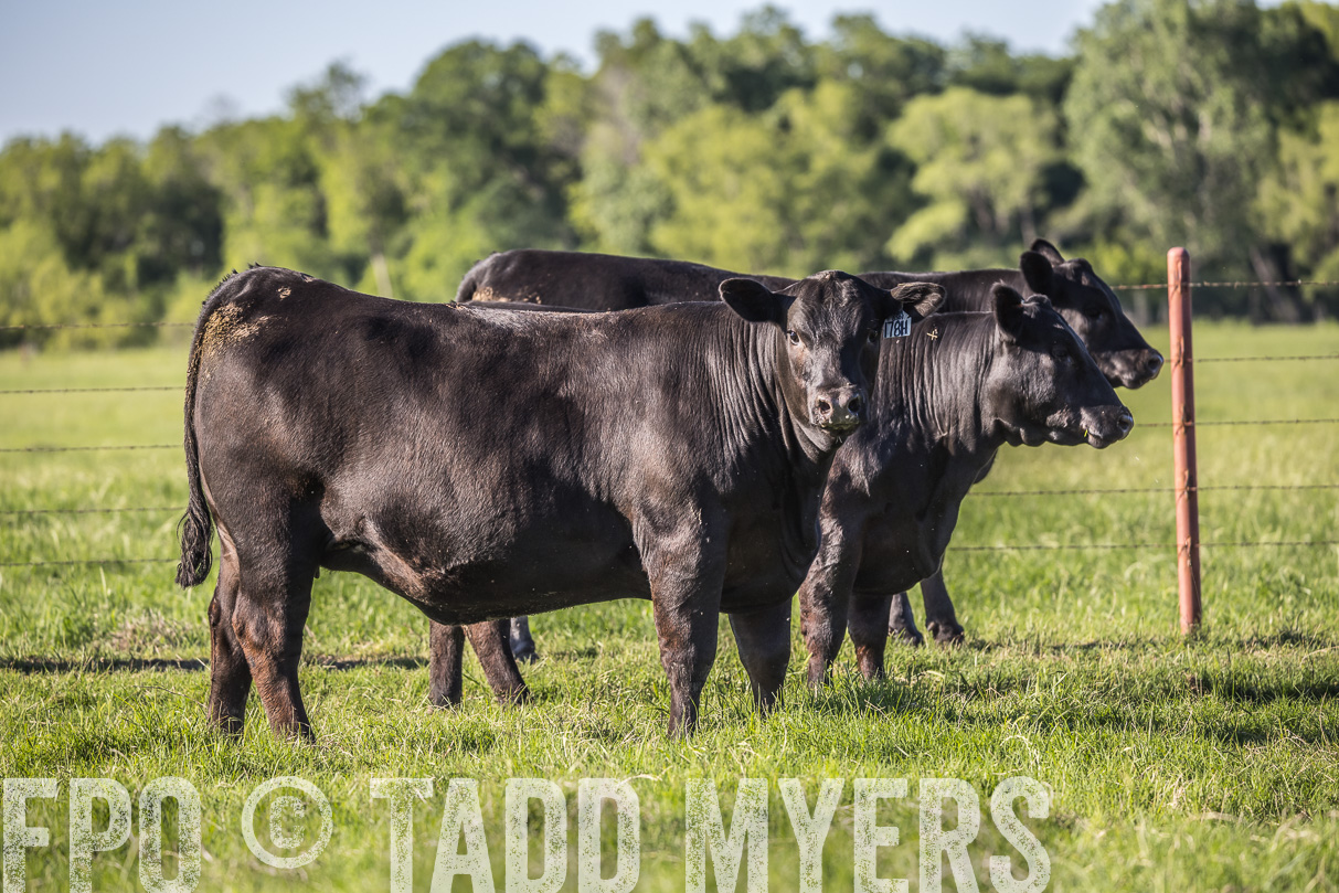 44Farms_CameronTX_OnlineSale_May2021-519697