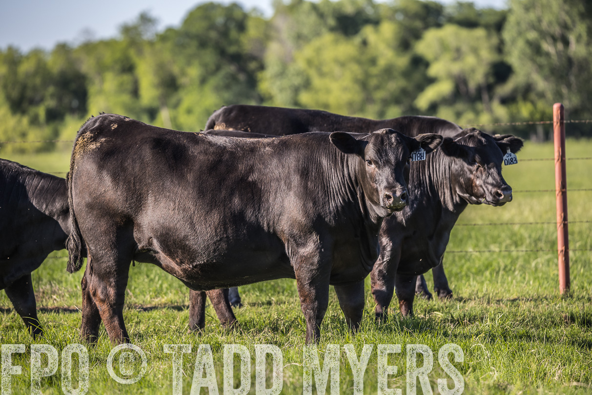 44Farms_CameronTX_OnlineSale_May2021-519706