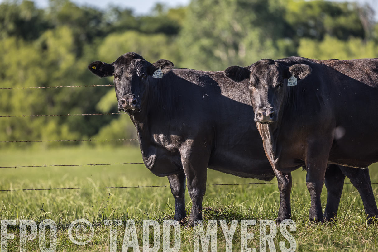 44Farms_CameronTX_OnlineSale_May2021-519726