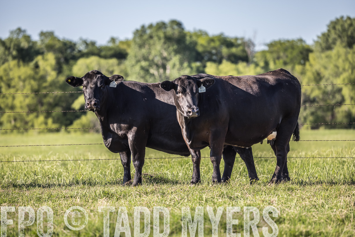 44Farms_CameronTX_OnlineSale_May2021-519728