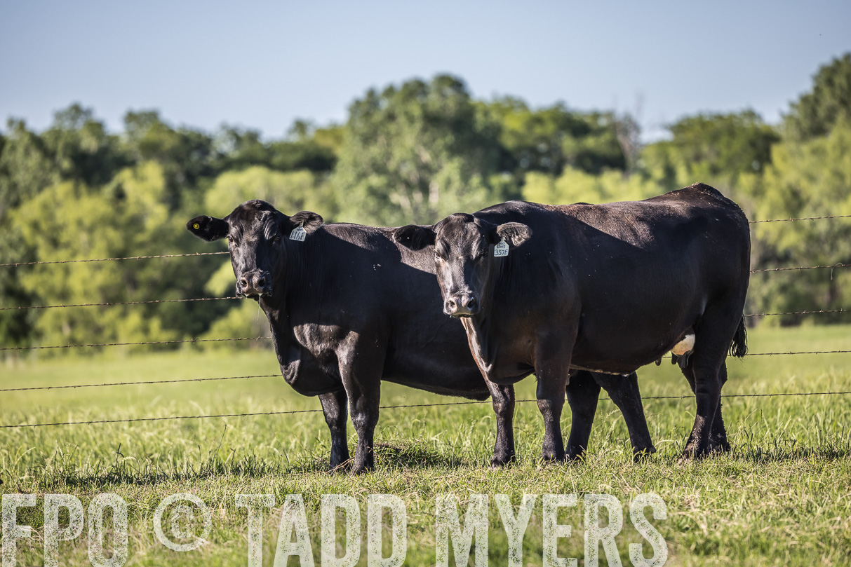 44Farms_CameronTX_OnlineSale_May2021-519730