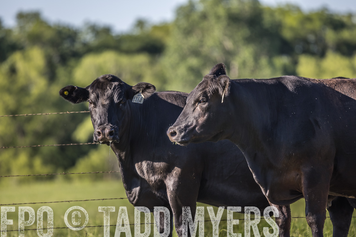 44Farms_CameronTX_OnlineSale_May2021-519733