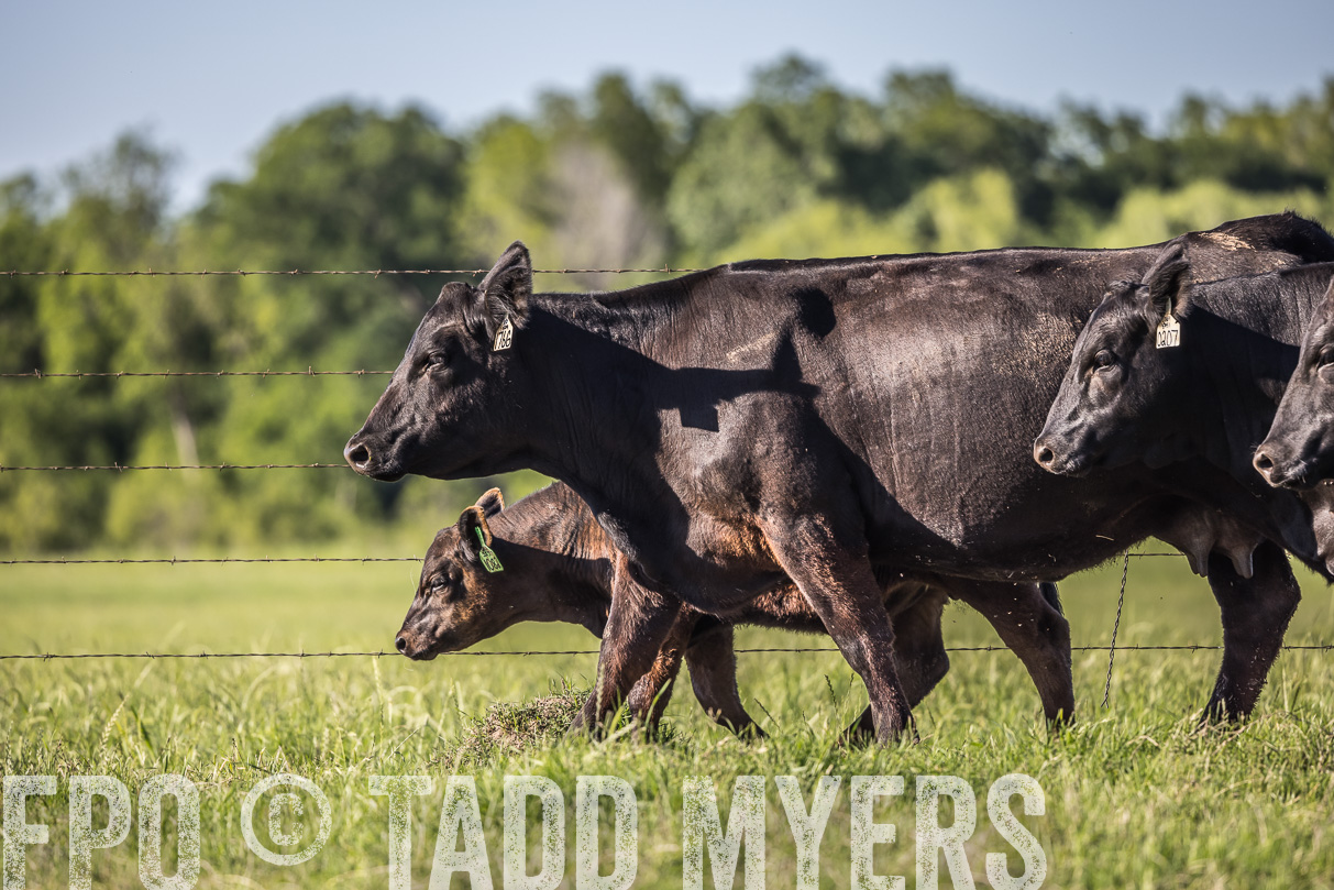 44Farms_CameronTX_OnlineSale_May2021-519751