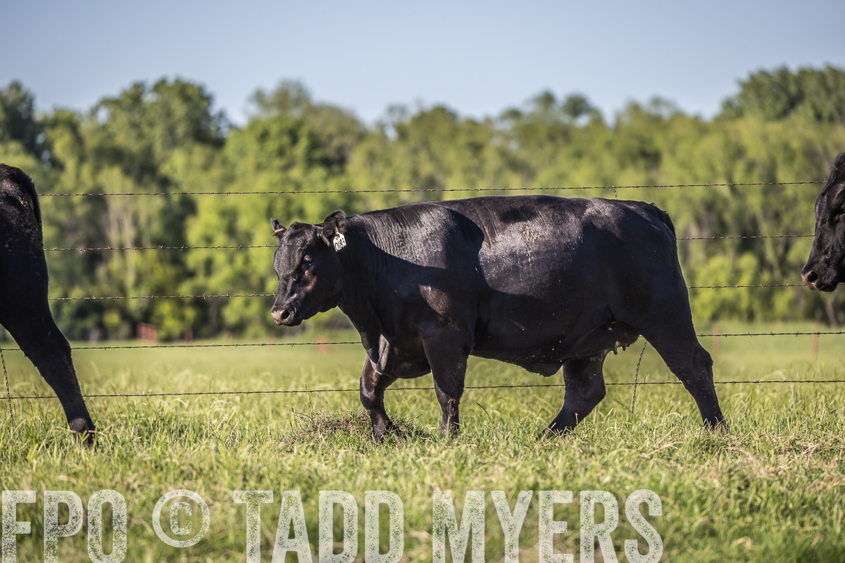 44Farms_CameronTX_OnlineSale_May2021-519752
