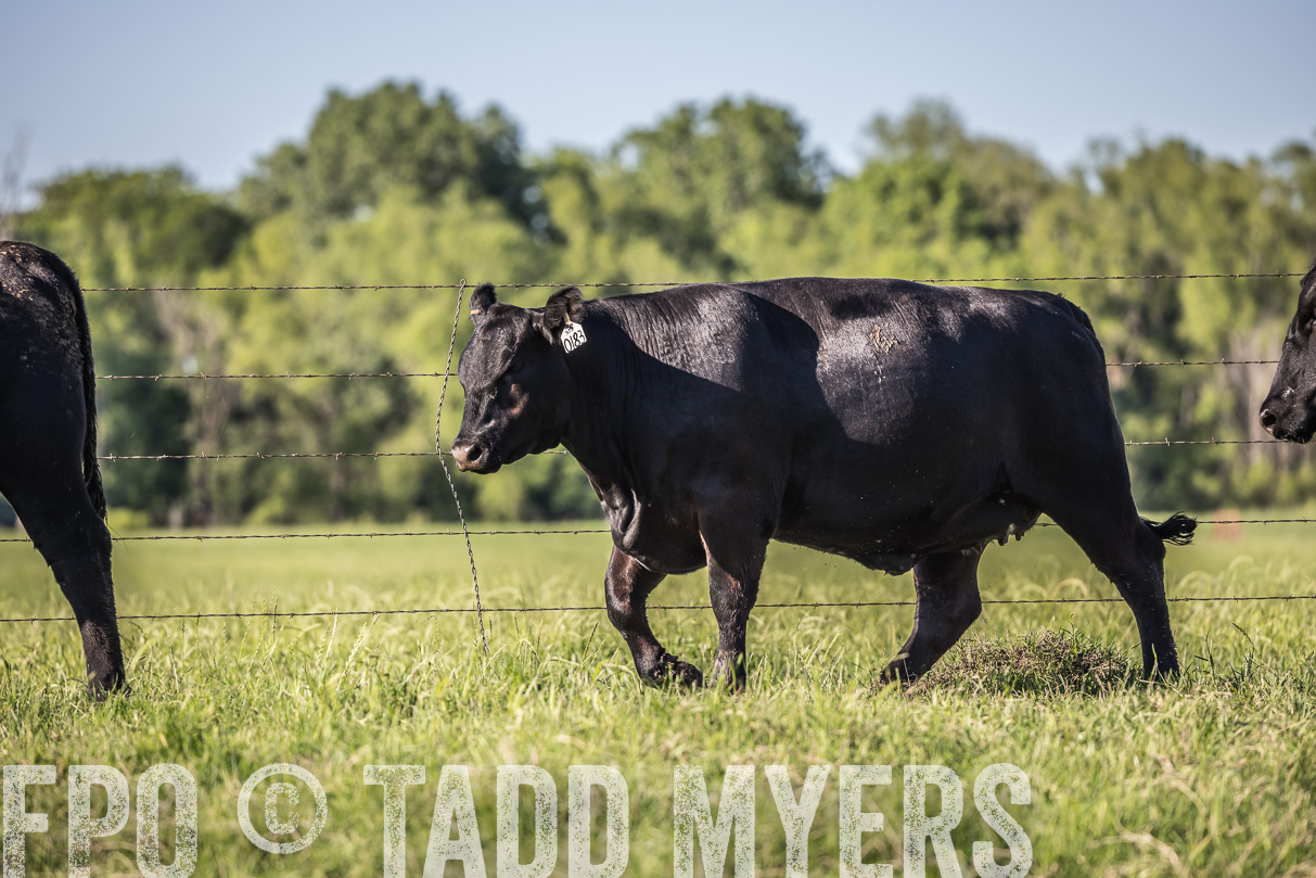 44Farms_CameronTX_OnlineSale_May2021-519754