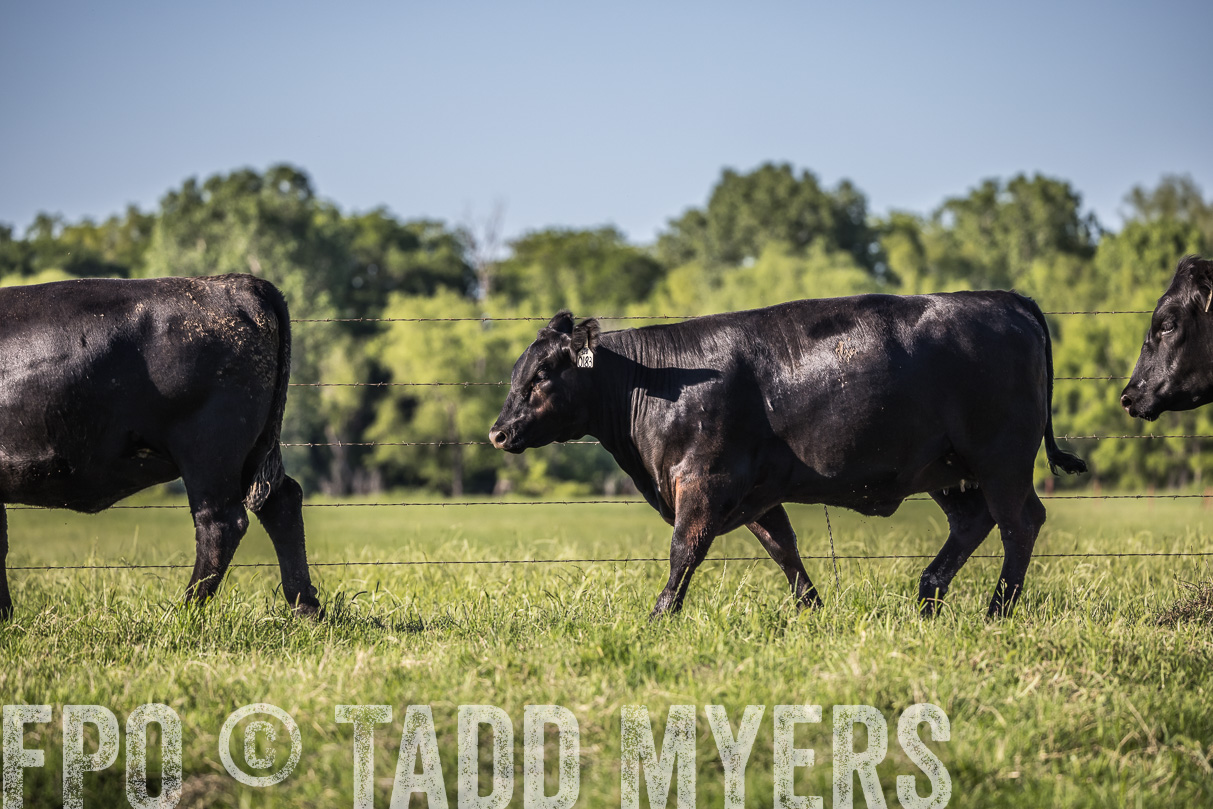 44Farms_CameronTX_OnlineSale_May2021-519756