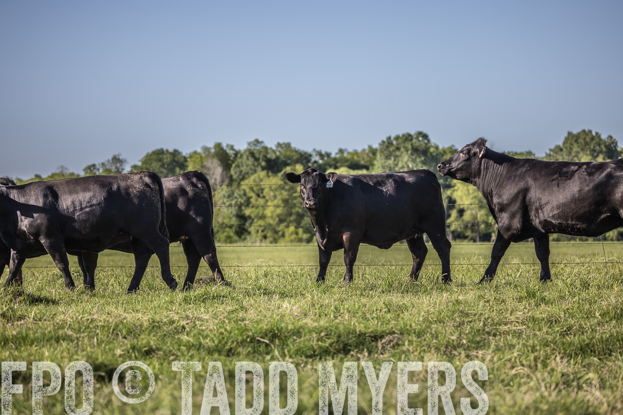44Farms_CameronTX_OnlineSale_May2021-519761