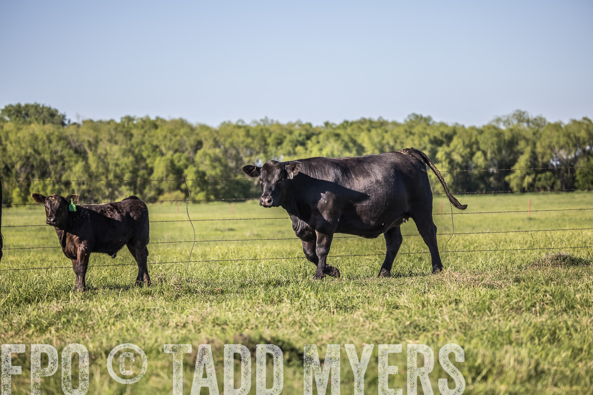 44Farms_CameronTX_OnlineSale_May2021-519765