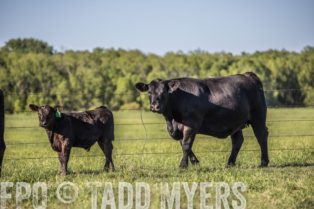 44Farms_CameronTX_OnlineSale_May2021-519768