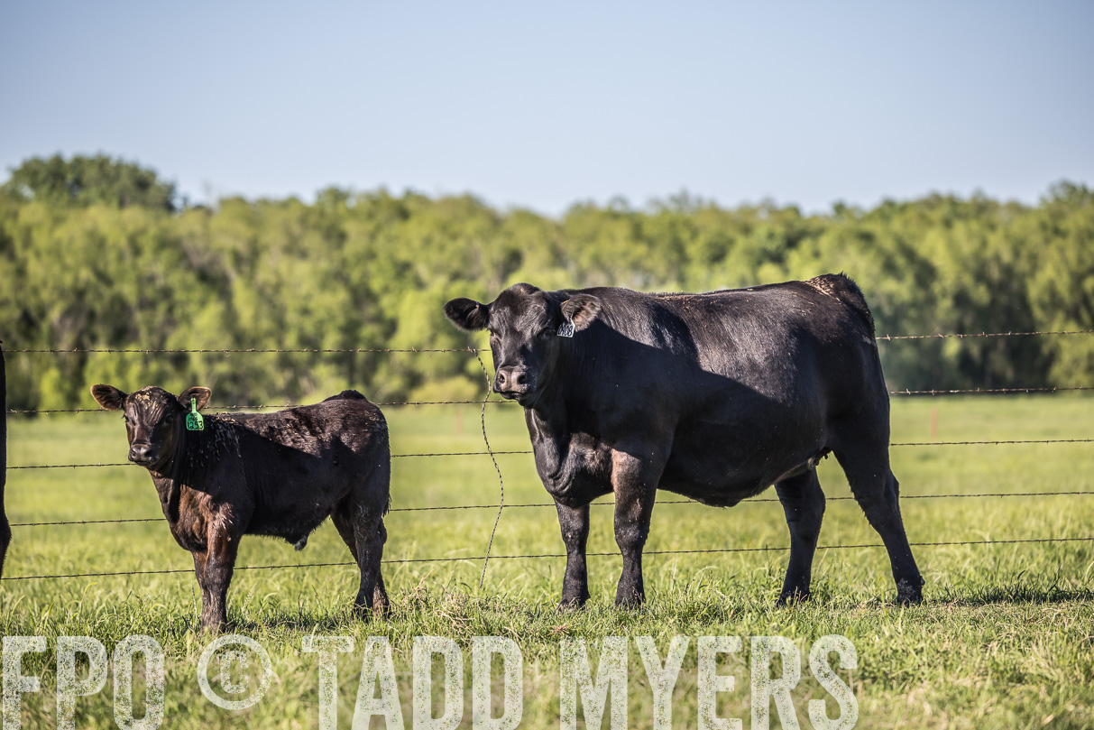 44Farms_CameronTX_OnlineSale_May2021-519771