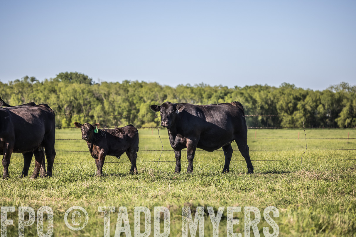 44Farms_CameronTX_OnlineSale_May2021-519775