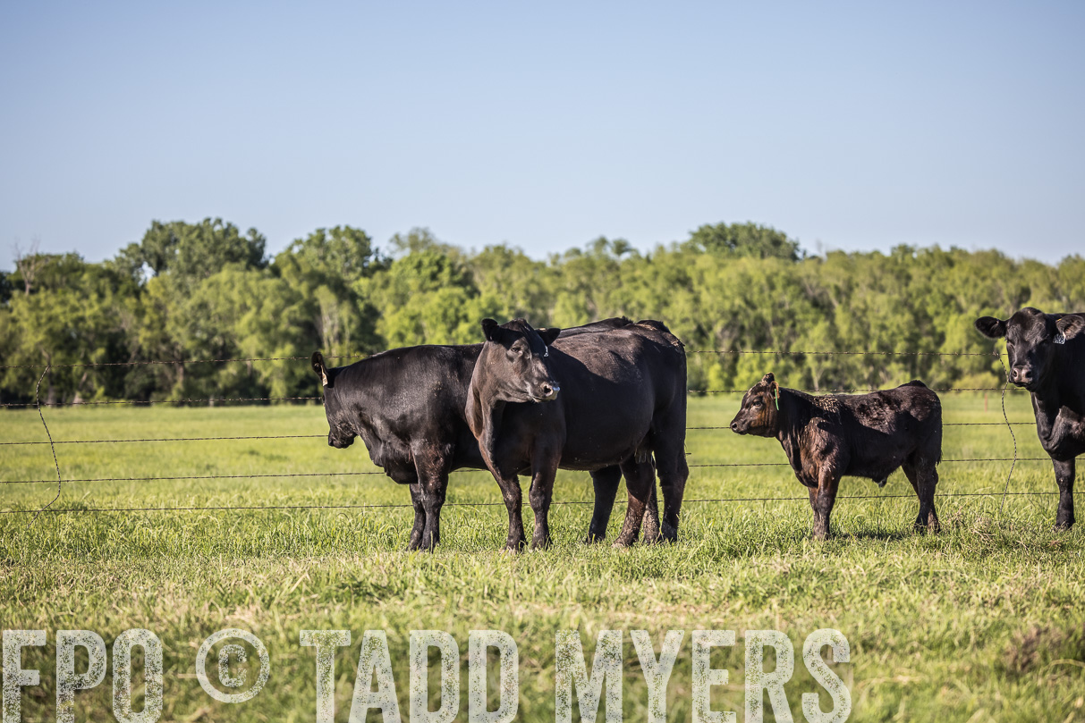 44Farms_CameronTX_OnlineSale_May2021-519777