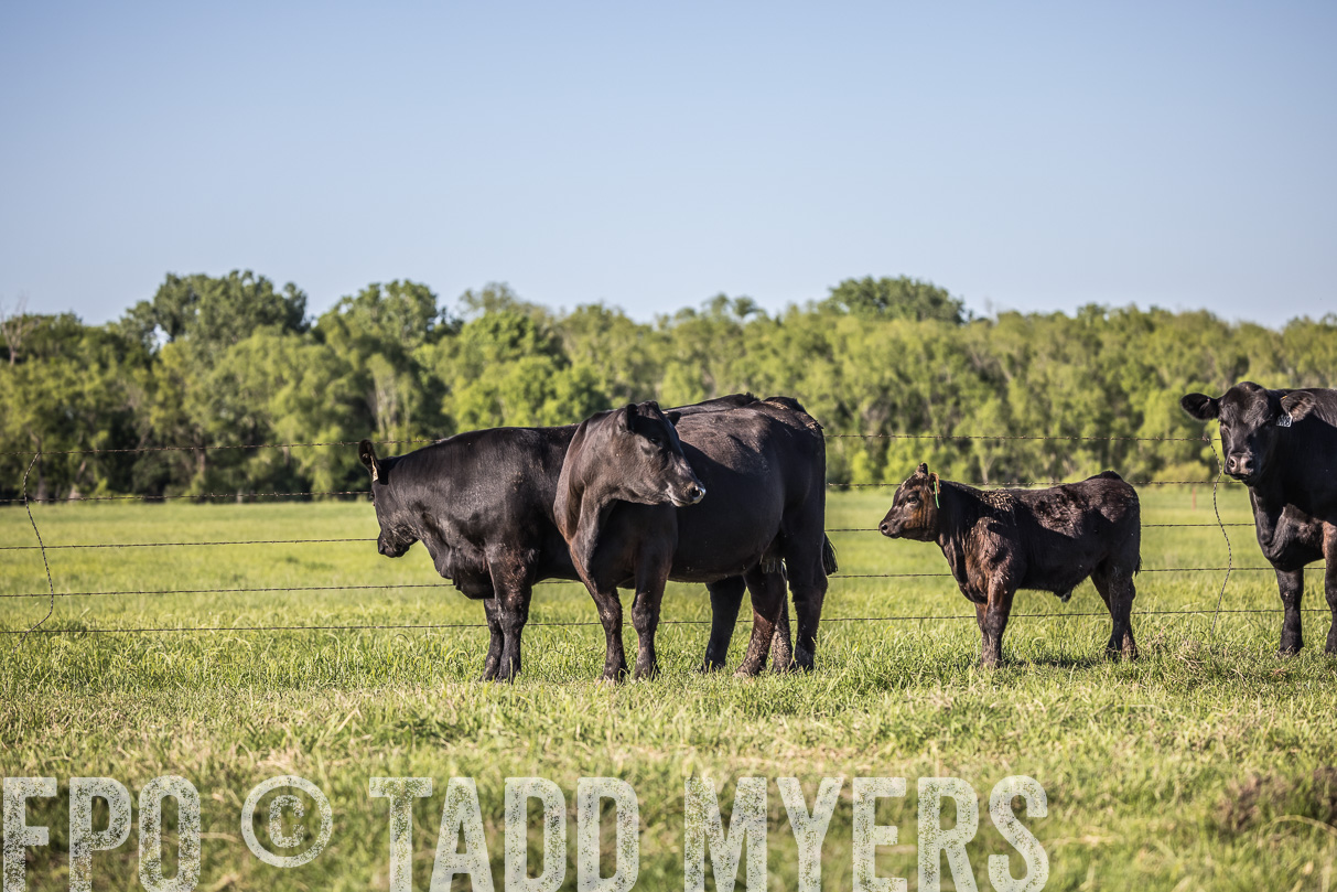 44Farms_CameronTX_OnlineSale_May2021-519778