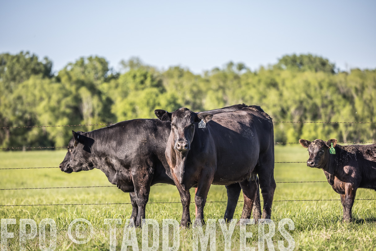 44Farms_CameronTX_OnlineSale_May2021-519782