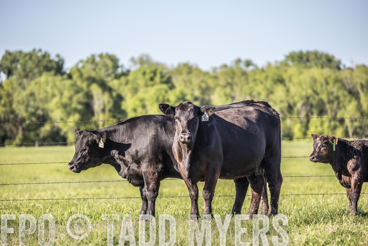 44Farms_CameronTX_OnlineSale_May2021-519783