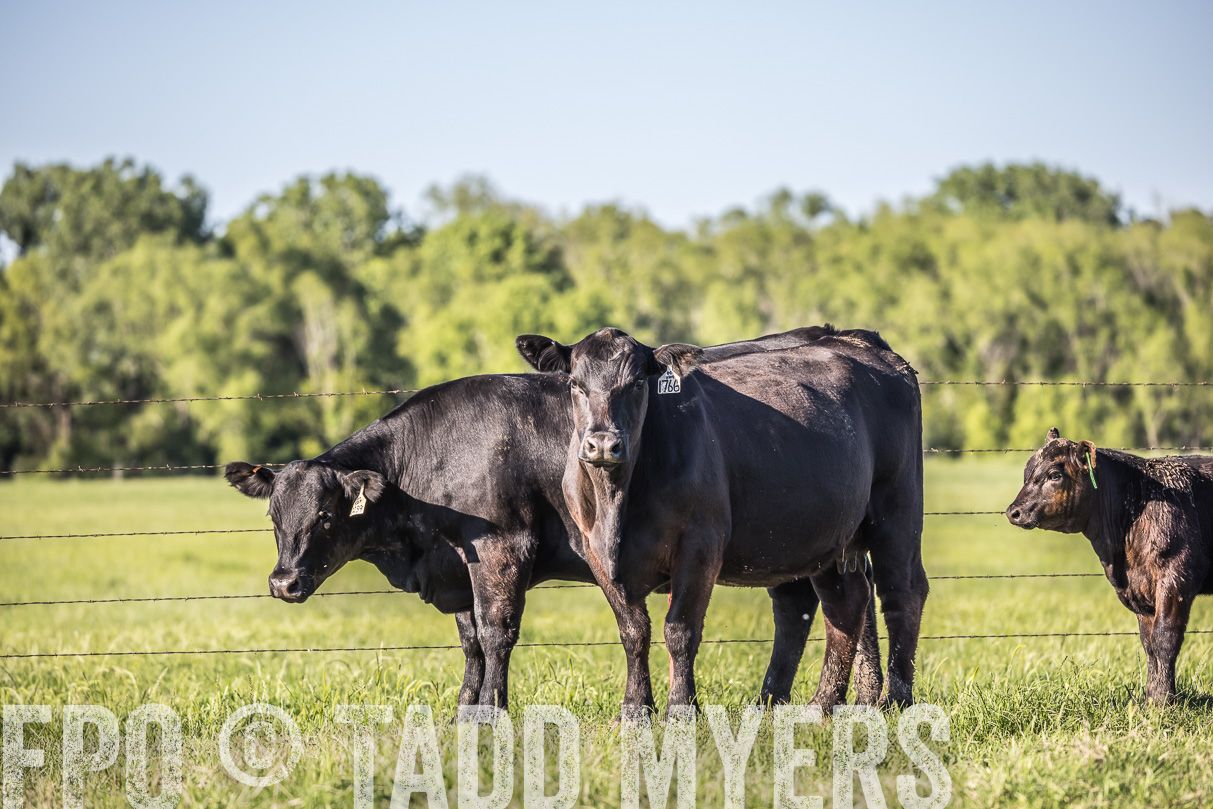 44Farms_CameronTX_OnlineSale_May2021-519784