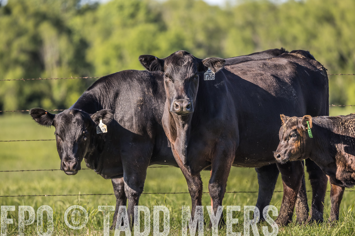 44Farms_CameronTX_OnlineSale_May2021-519785