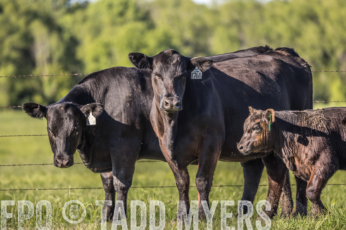44Farms_CameronTX_OnlineSale_May2021-519786
