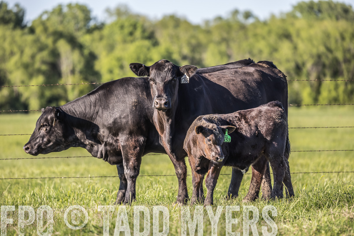 44Farms_CameronTX_OnlineSale_May2021-519791