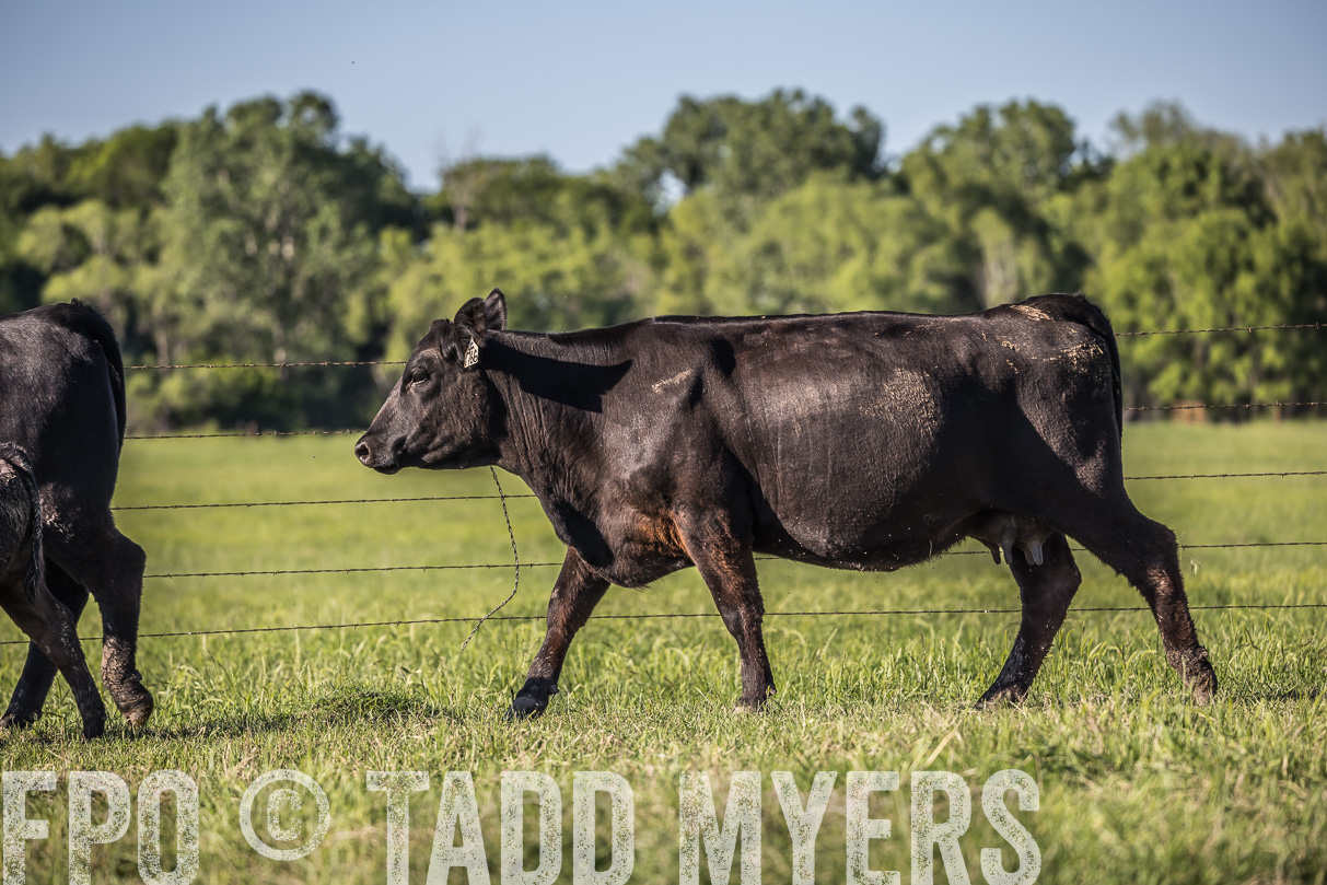 44Farms_CameronTX_OnlineSale_May2021-519799