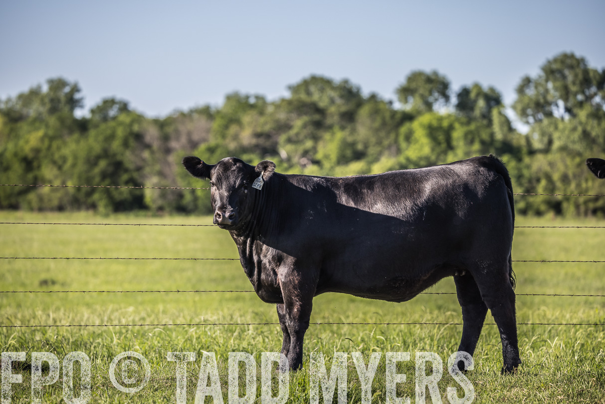 44Farms_CameronTX_OnlineSale_May2021-519802