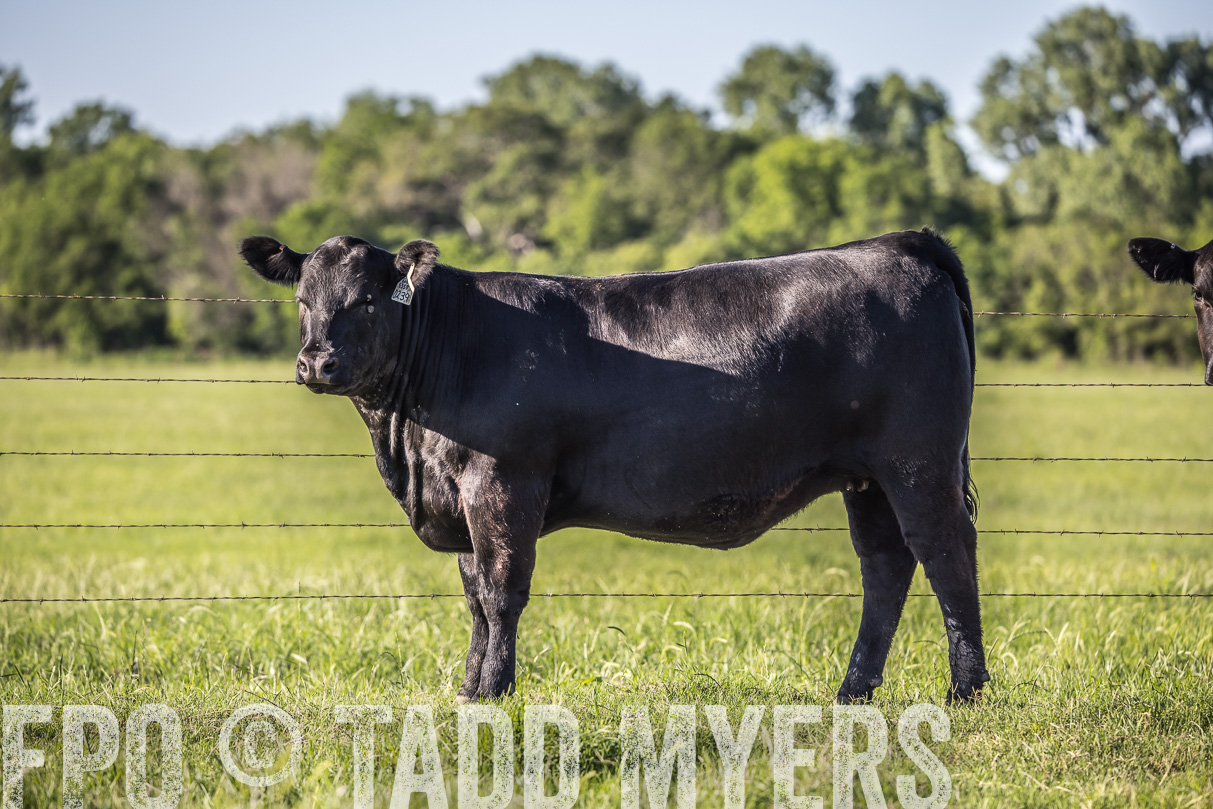 44Farms_CameronTX_OnlineSale_May2021-519811
